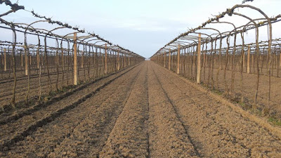 Le vigne di Corte Madonnina, allevate a Gdc