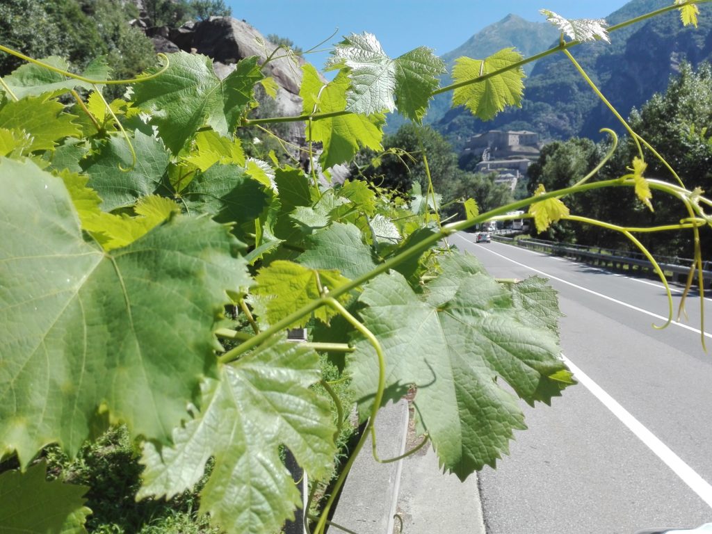 Cooperativa La Kiuva vino Arnad Valle d'Aosta (2)