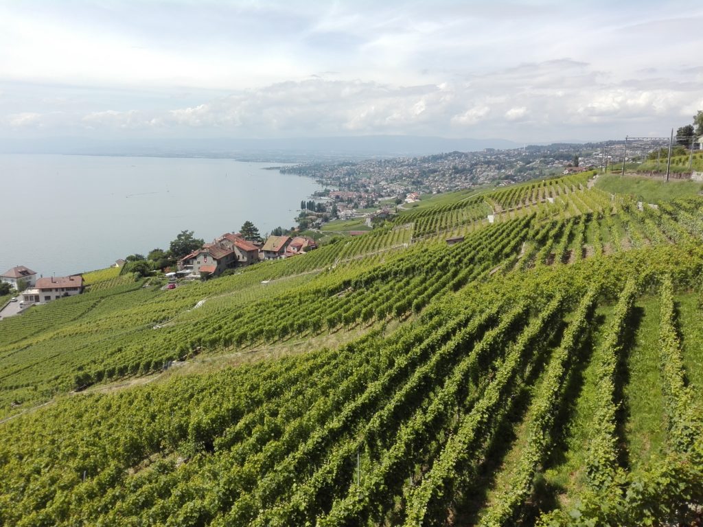 Svizzera wine tour swiss vino Valais Vaud Geneve cantine Vallese Ginevra visita (141)