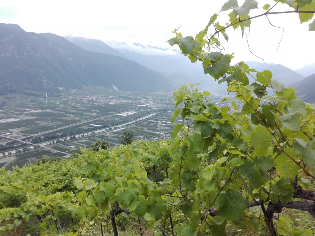 Svizzera wine tour swiss vino Valais Vaud Geneve cantine Vallese Ginevra visita (79)