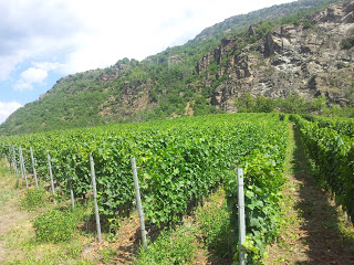 Vendemmia2B20152Binanticipo2Bsuccesso2Bcoldiretti2Bvigna2Bitalia2Bvigne 4