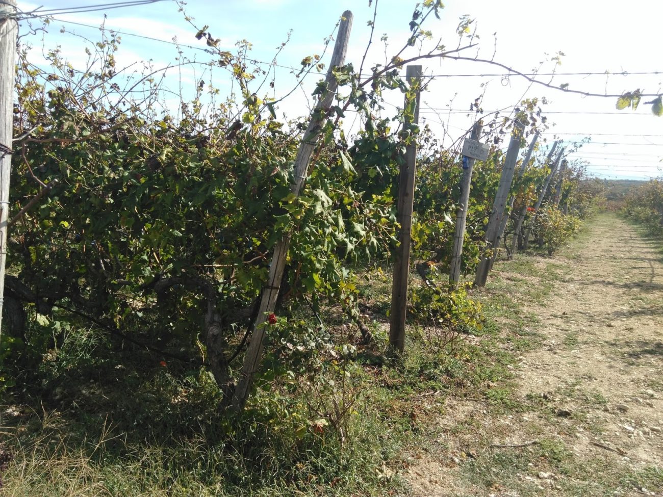 IMG 20151010 104604 3