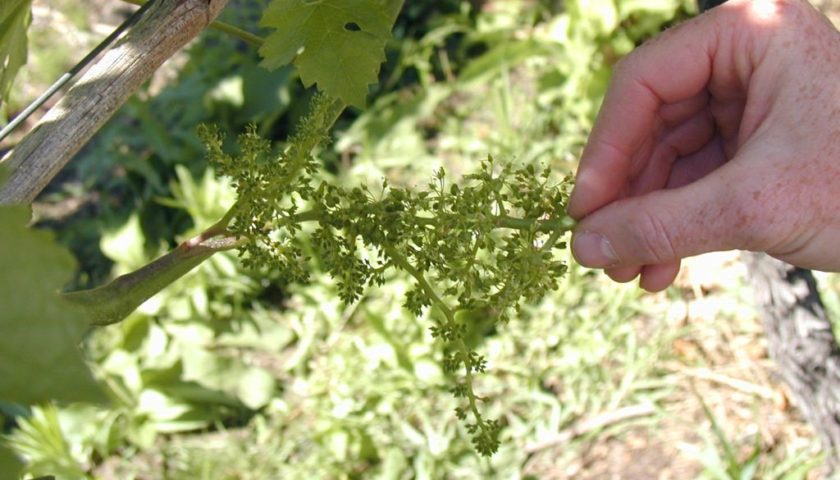 Impollinazione2Bdel2Bfiore2Bdi2Bvite2Bgenetica2Bvite2Bvino2Bmigliore 1