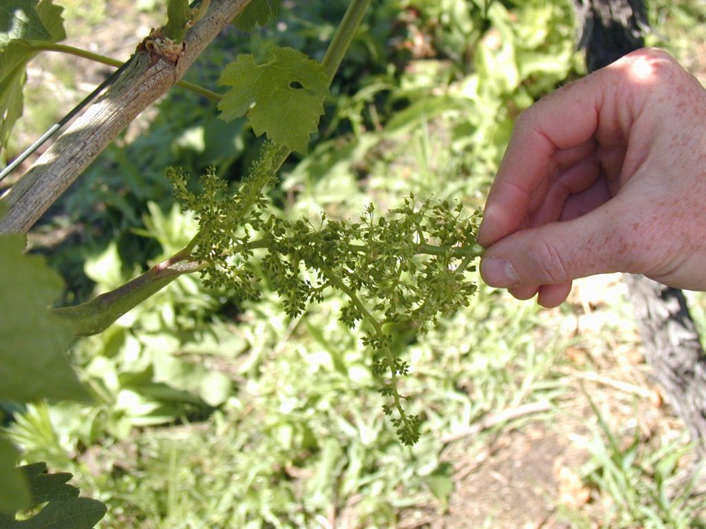 Impollinazione2Bdel2Bfiore2Bdi2Bvite2Bgenetica2Bvite2Bvino2Bmigliore 1