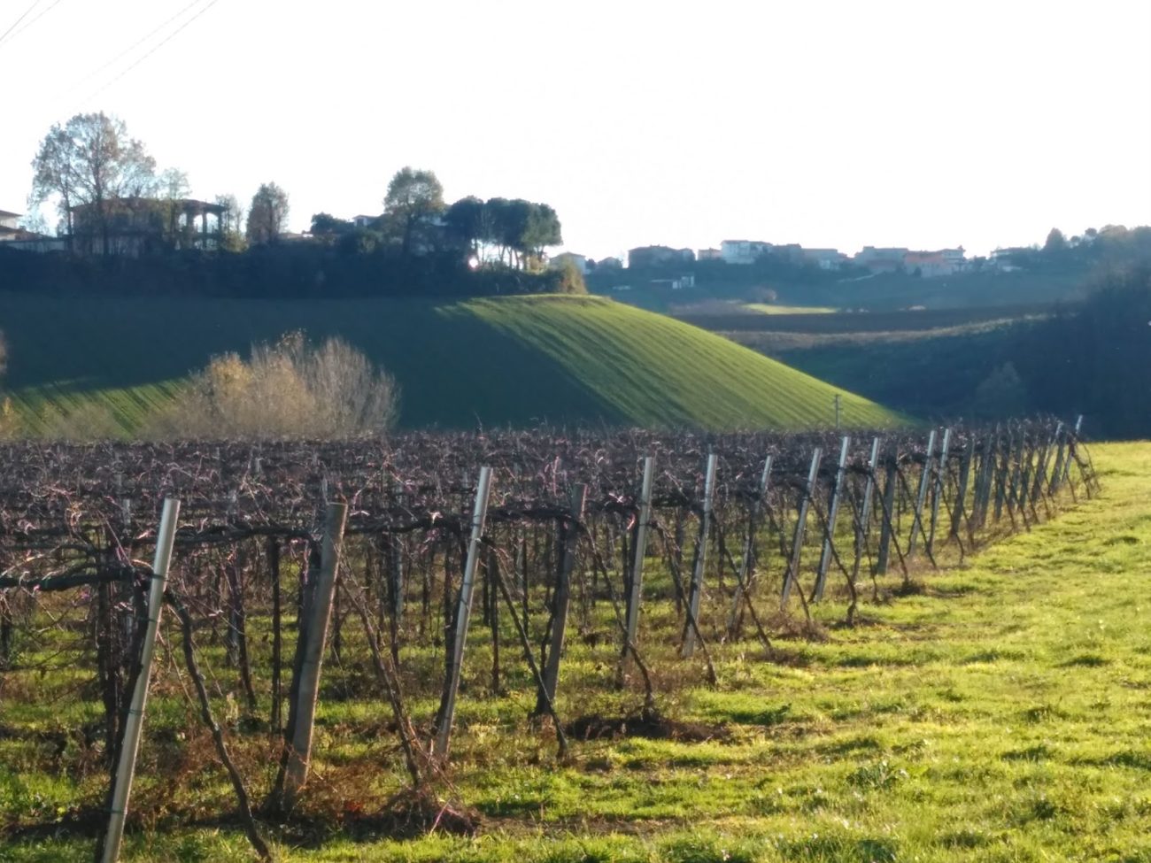 Lombardia2Bvino2BVinitaly2B20162Bdati2Bedizione2B502BVerona2BConsorzi