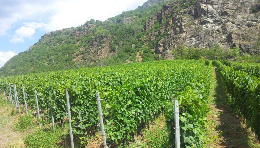 Vendemmia2B20152Binanticipo2Bsuccesso2Bcoldiretti2Bvigna2Bitalia2Bvigne 3