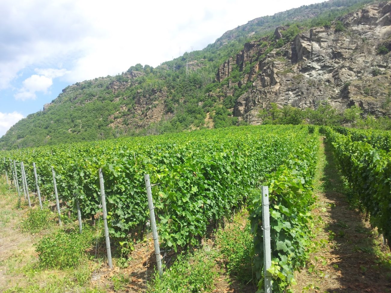 Vendemmia2B20152Binanticipo2Bsuccesso2Bcoldiretti2Bvigna2Bitalia2Bvigne 3