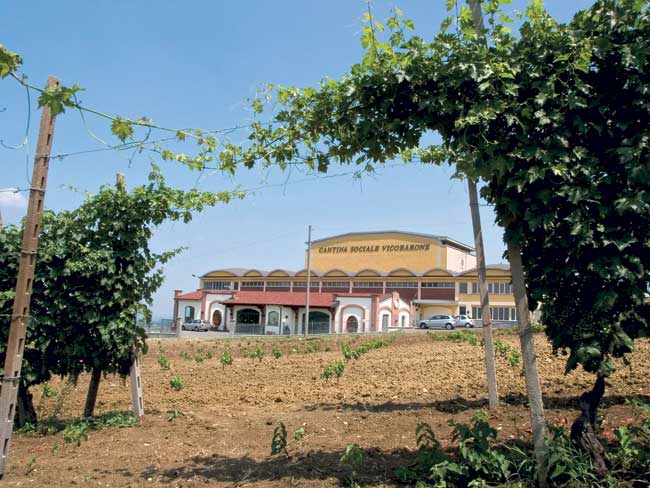 cantina vicobarone azienda 1