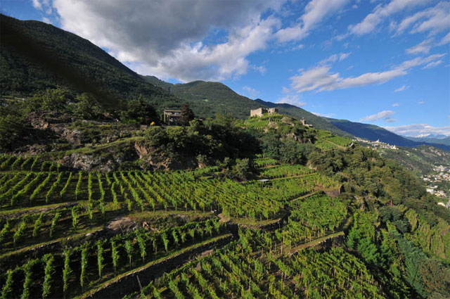 terrazzamentiValtellina