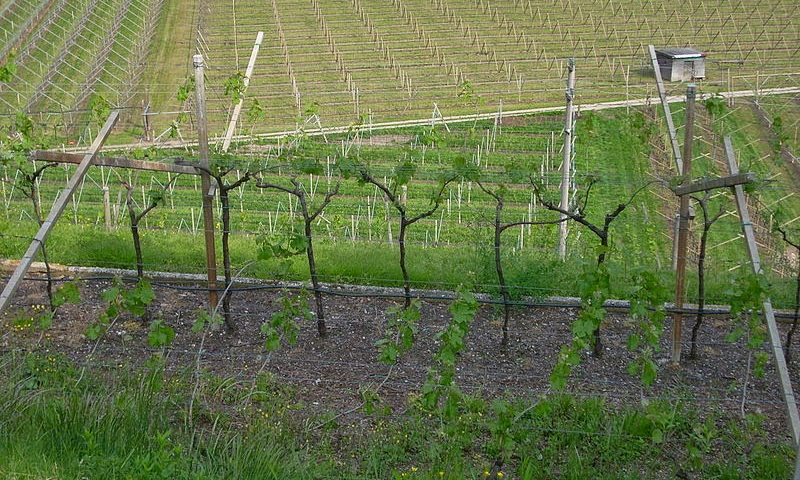 vino2Bin2Bitalia2Bvigneto 2