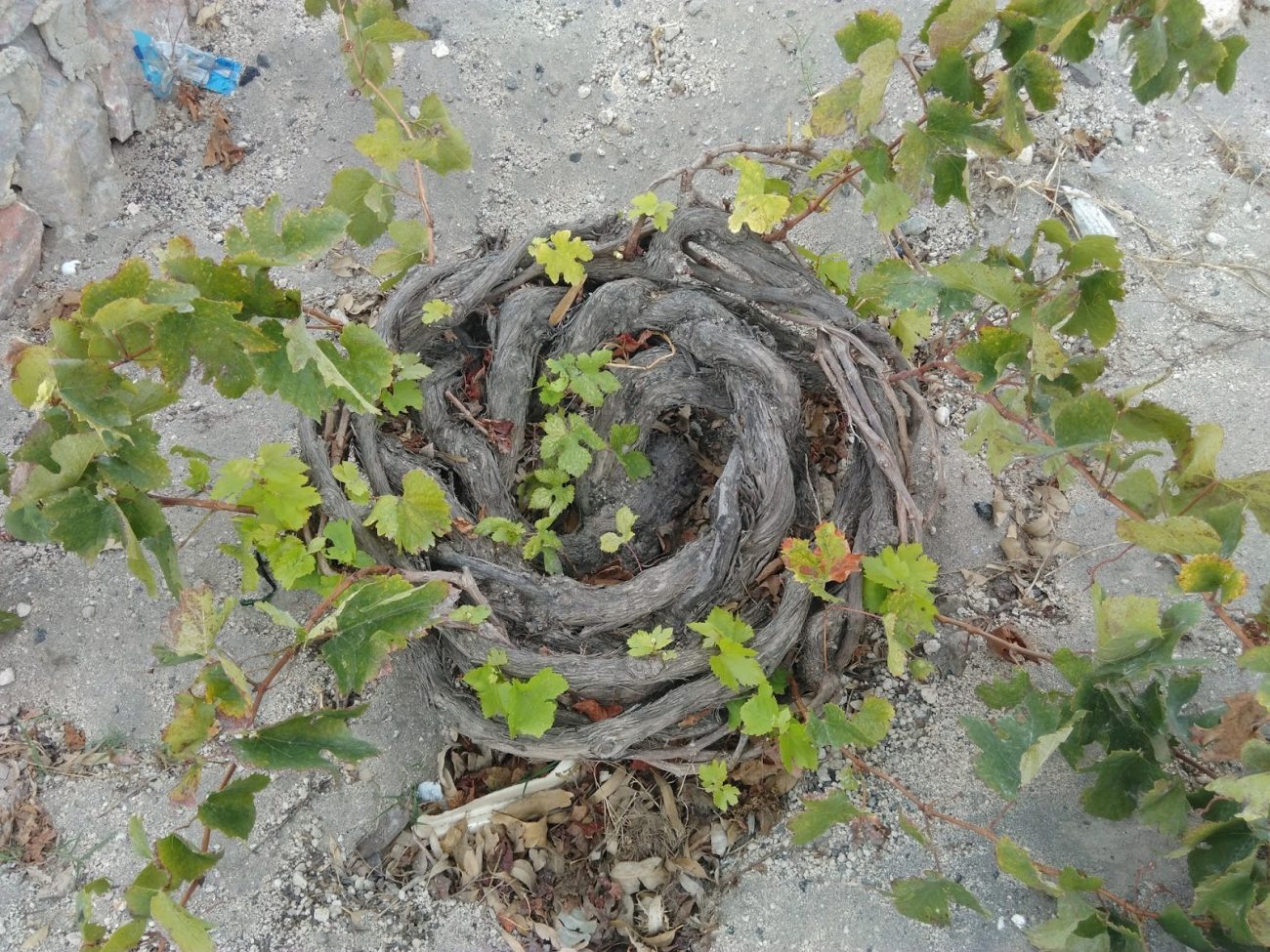 vite2Bsantorini2Bisola2Bvigne2Bcoltivare2Bcoltura2Bcoltivazione2Buva2Buvaggi2Bmetodo2Bvigna 2