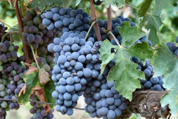 vigneti lombardia 1