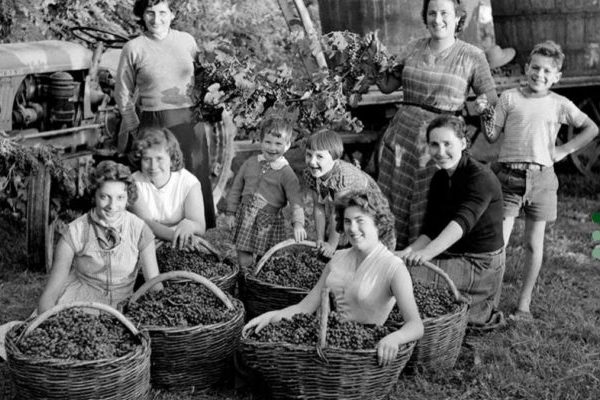 Friulvini vino friulano la delizia 1 e1465683458727