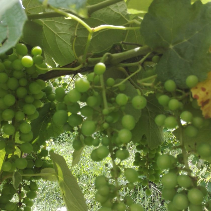 Quatar Pass per Timurass Slow Food 13 scaled