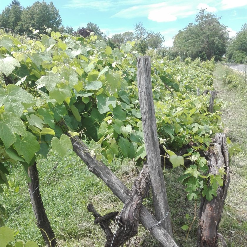 Quatar Pass per Timurass Slow Food 16 scaled