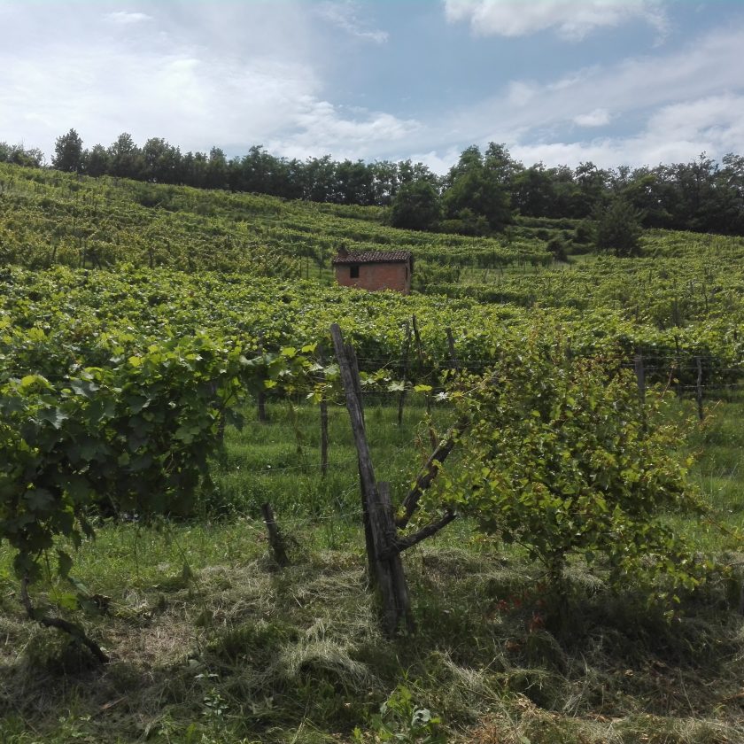 Quatar Pass per Timurass Slow Food 17 scaled