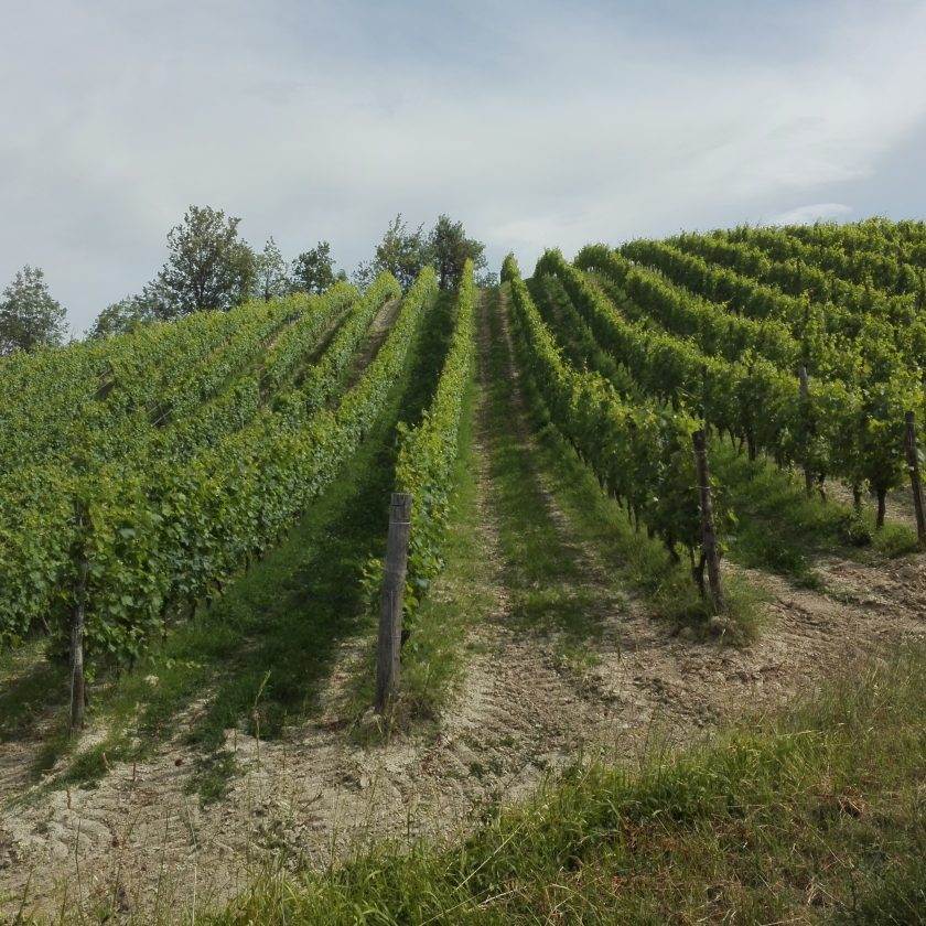 Quatar Pass per Timurass Slow Food 32 scaled