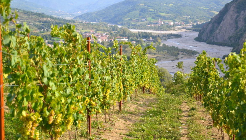 vigneto timorasso libarna colli tortonesi poggio 1024x683