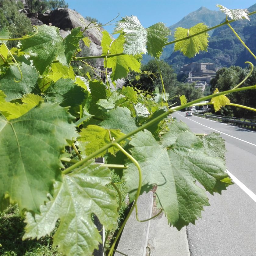 Cooperativa La Kiuva vino Arnad Valle dAosta 2 1 1 scaled