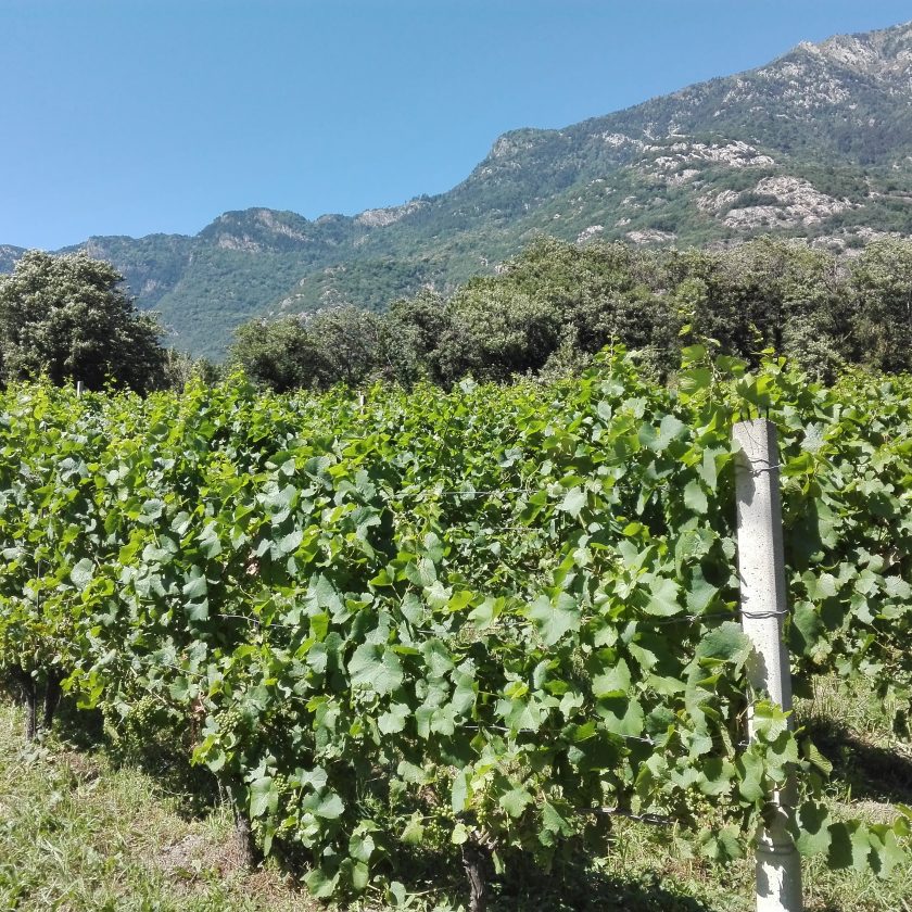 Cooperativa La Kiuva vino Arnad Valle dAosta 3 scaled
