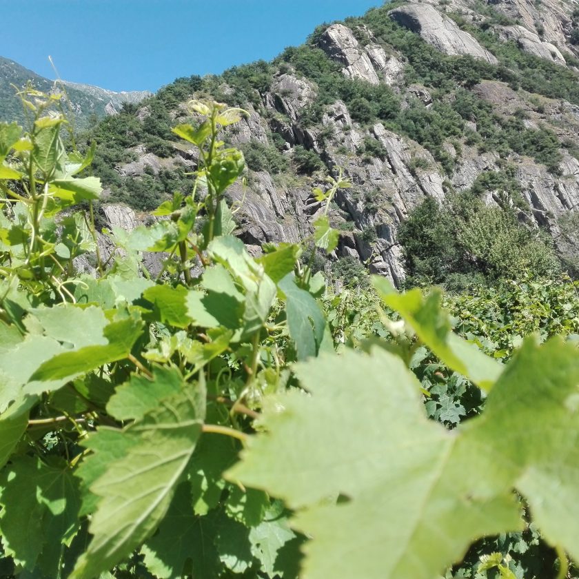 Cooperativa La Kiuva vino Arnad Valle dAosta 4 scaled