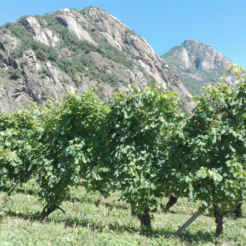 Cooperativa La Kiuva vino Arnad Valle dAosta 6 scaled