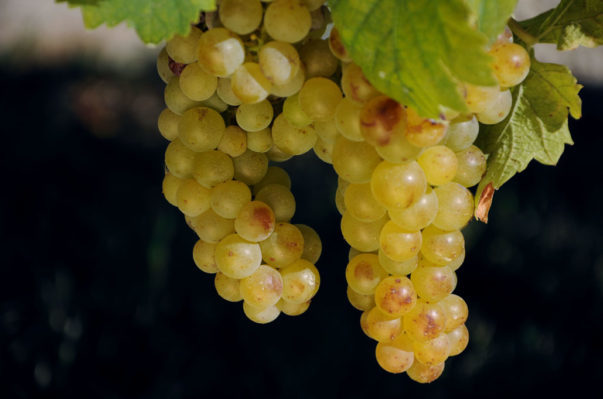 uva moscato e1468275124226