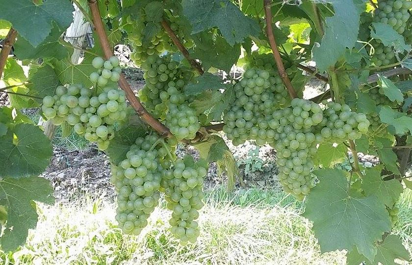 Franciacorta Solive enologo Paolo Turra vendemmia 3