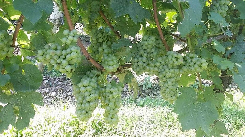 Franciacorta Solive enologo Paolo Turra vendemmia 3