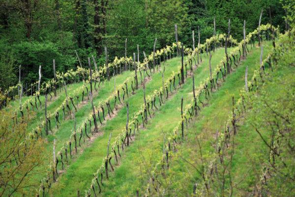Il Veneto e i suoi Calici di Stelle Asolo Prosecco e1470071938446