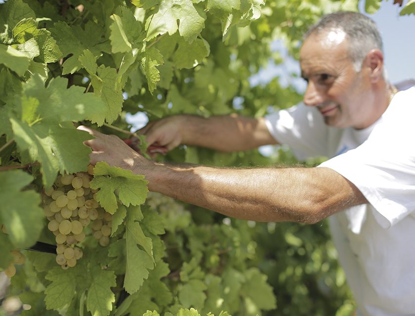 Sicilia Vendemmia 2016