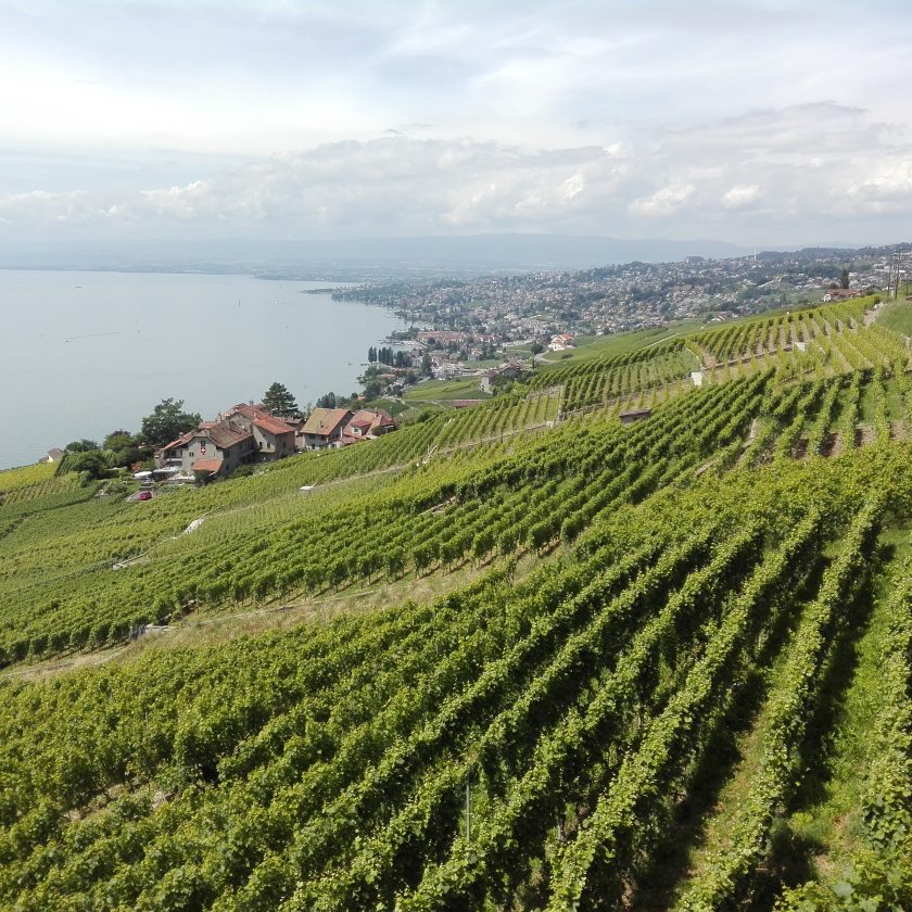 Svizzera wine tour swiss vino Valais Vaud Geneve cantine Vallese Ginevra visita 141 1 scaled
