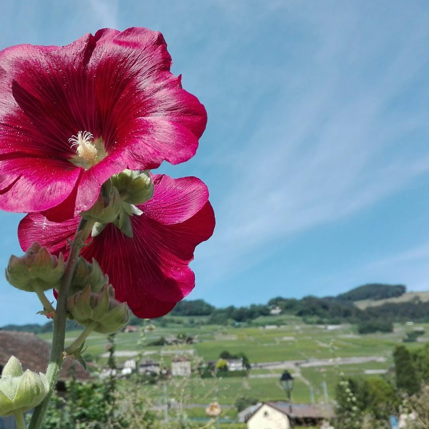 Svizzera wine tour swiss vino Valais Vaud Geneve cantine Vallese Ginevra visita 143 scaled