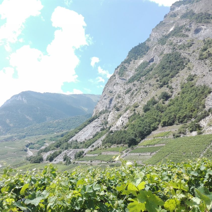 Svizzera wine tour swiss vino Valais Vaud Geneve cantine Vallese Ginevra visita 66 scaled