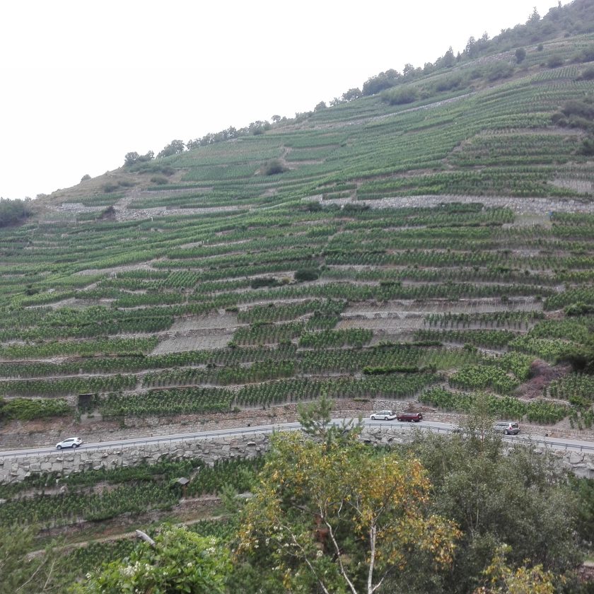 Svizzera wine tour swiss vino Valais Vaud Geneve cantine Vallese Ginevra visita 8 scaled