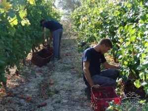 douloufakis harvest vendemmia 2016 record Grecia 300x225