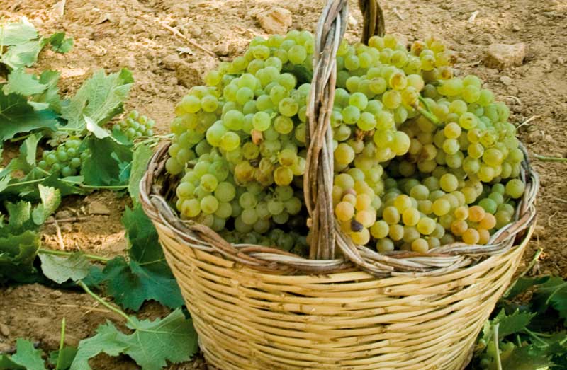 vendemmia veneto 2016