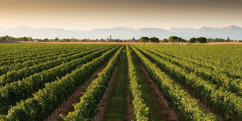 vigne la delizia 2016