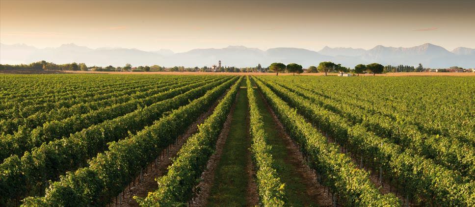 vigne la delizia 2016