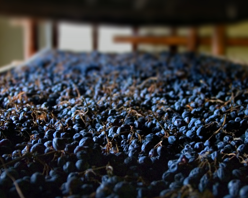 amarone percentuale uve consorzio vini valpolicella