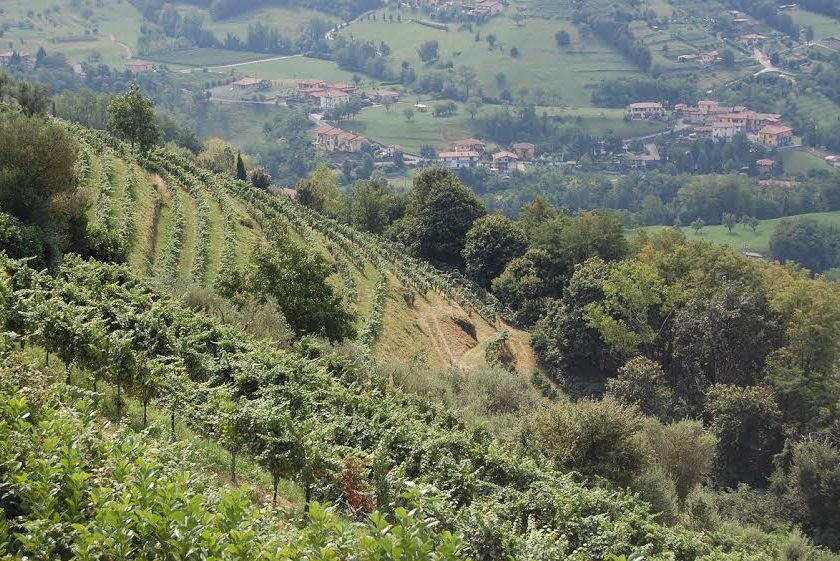 vigneti colletto