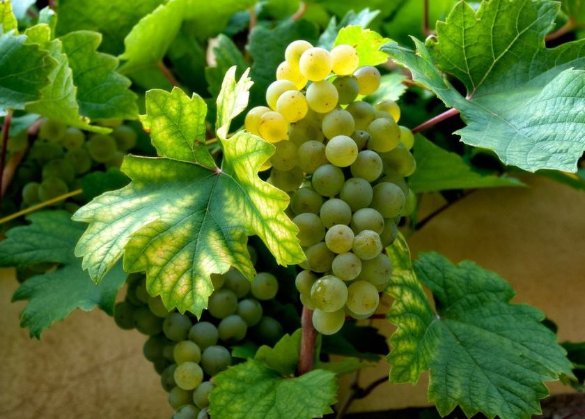 frascati vitigni