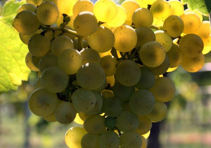 uva la delizia 2016 683x1024