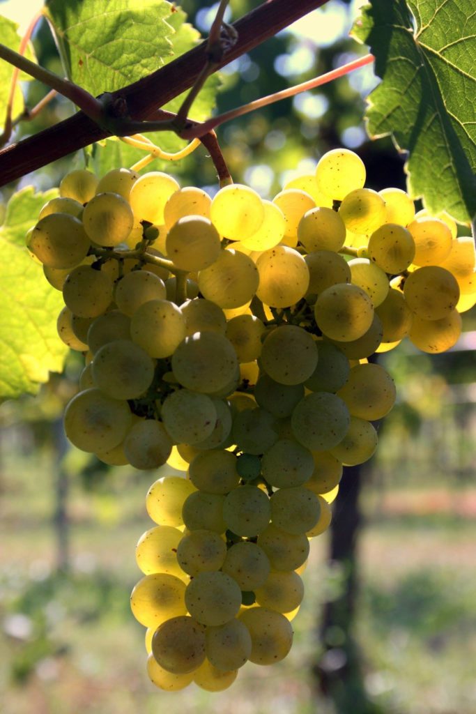 uva la delizia 2016 683x1024