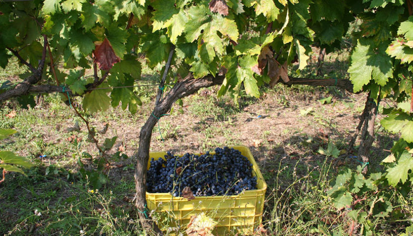 vendemmia uva primitivo