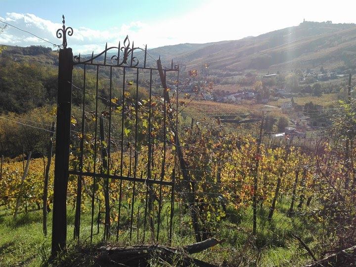 quaquarini vino oltrepo pavese bonarda classese buttafuoco sangue di giuda ughetta canneto 4