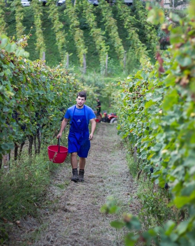 tenuta dornach sabotaggio uve gasolio oltrepo