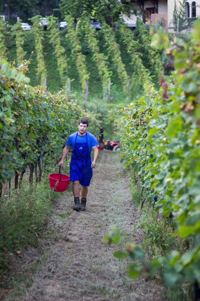 tenuta dornach sabotaggio uve gasolio oltrepo