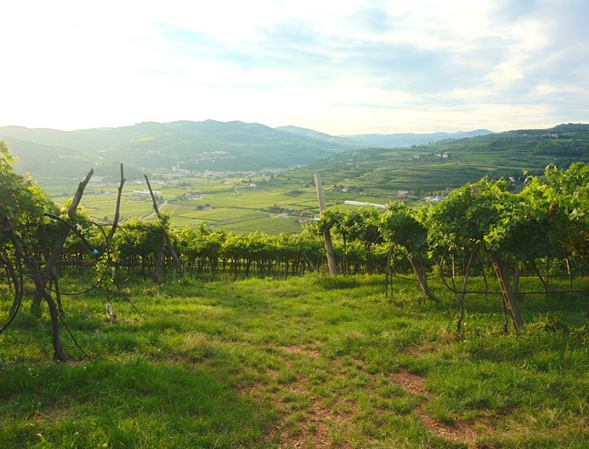 anteprima amarone 2013 verona vigneti
