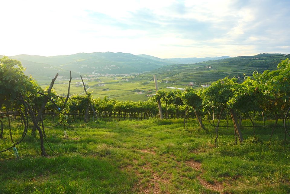 anteprima amarone 2013 verona vigneti
